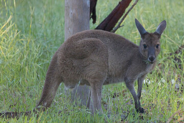 Western Grey Kangaroo (Macropus fuliginosus), standing eating grass, Belair National Park, Adelaide, South Australia. © tonymills