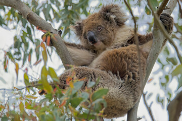 Obraz premium Koala (Phascolarctos cinereus) asleep in a tree at the Belair National Park, Adelaide, South Australia.