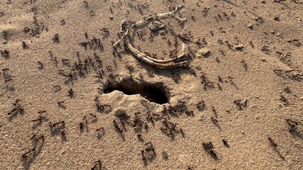 Animal footprint impressed in dry sandy soil showing wildlife track pattern nature texture outdoor environment macro detail closeup title on white background