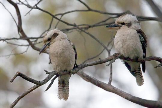 Laughing Kookaburra (Dacelo novaeguineae) pair perched together in a tree, Belair National Park, Adelaide, South Australia.