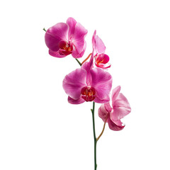 Elegant pink orchid flower on transparent background