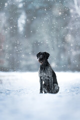 German Wirehaired Pointer female Mamba in the snow and during snowfall