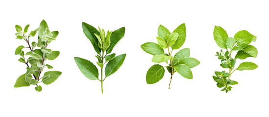 Collection of fresh green herb sprigs isolated on transparent background