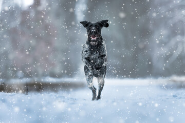 German Wirehaired Pointer female Mamba in the snow and during snowfall