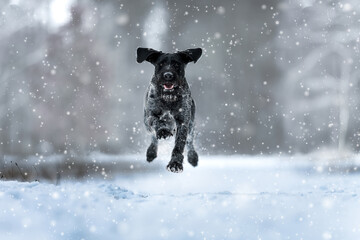 German Wirehaired Pointer female Mamba in the snow and during snowfall