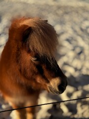 Obraz premium Close-up of a brown miniature Shetland pony in a snowy paddock during golden hour. Warm sunlight highlights its long winter coat and mane. Soft bokeh background. No people.