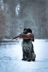 German Wirehaired Pointer female Mamba in the snow and during snowfall