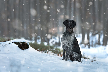 German Wirehaired Pointer female Mamba in the snow and during snowfall