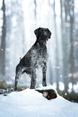 German Wirehaired Pointer female Mamba in the snow and during snowfall