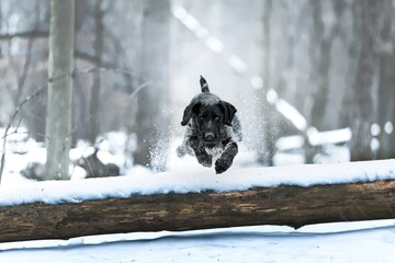 German Wirehaired Pointer female Mamba in the snow and during snowfall