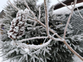 Snow-covered tree and spruce branches on a sunny winter day