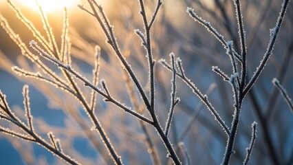 Ramas de abedul cubiertas de escarcha (Betula pendula) en el paisaje invernal retroiluminadas por el sol de &aacute;ngulo bajo.
 Enfoque selectivo y poca profundidad de campo.