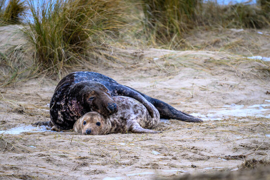 Grey seal mother and pup
