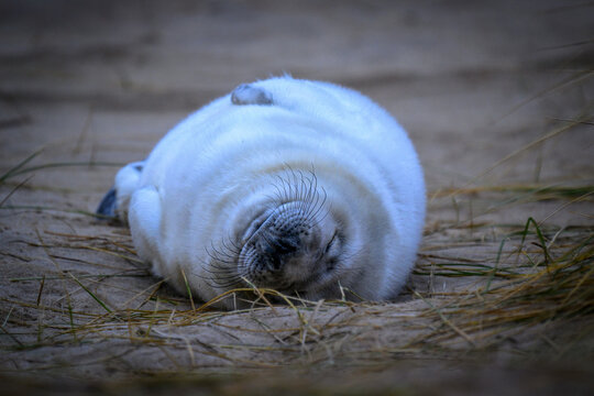 Grey seal pup with white fur sleeping