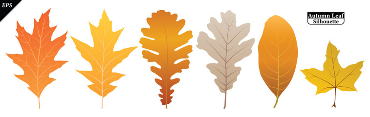 Obraz premium set of Autumn leaves isolated on a white background. Collection of fall foliage in flat style vector leaves, Botanical elements. Vector illustration of autumn leaves on white background, colorful leaf