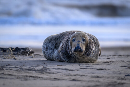 Male grey seal with scars on the beach