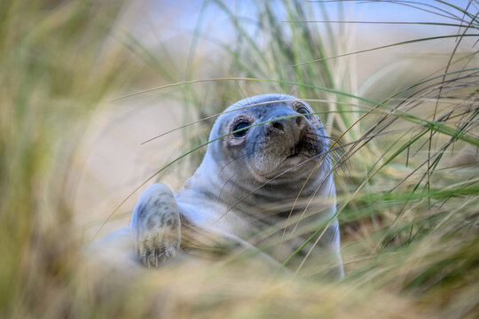 Grey seal pup in grasses