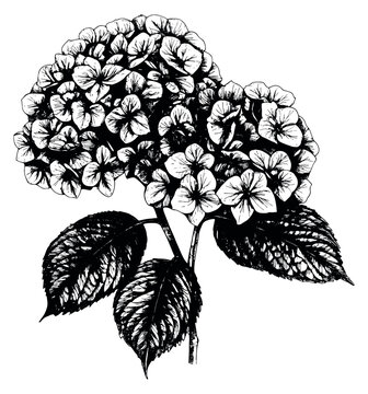 Hand drawn line art illustration of a hydrangea flower depicting blooming petals and leaves for floral and botanical designs