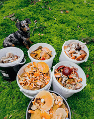 A marbled dachshund accompanies its owner through the forest, relaxing next to a basket filled with mushrooms. Perfect for themes related to outdoor adventures, hiking, and mushroom picking. High