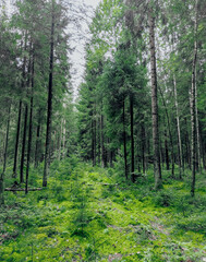 Painterly beech forest scenery with the luminous sun shining through the green foliage. With timber as leading lines. High quality photo