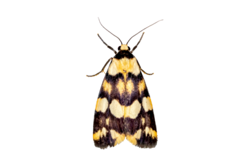 Yellow and Black Moth Photo PNG Cutout on Transparent Background