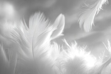 Obraz premium Close Up White Feather Detail