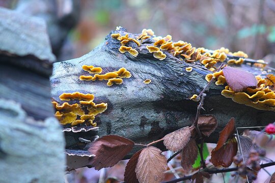 Picture of mushroom taken in Epping Forest, London England