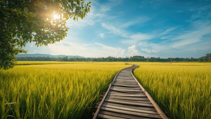 Rural rice fields with wooden pathways in upcountry Thailand, emphasizing sustainable farming practices