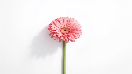 Isolated Pink Gerbera Bloom Against