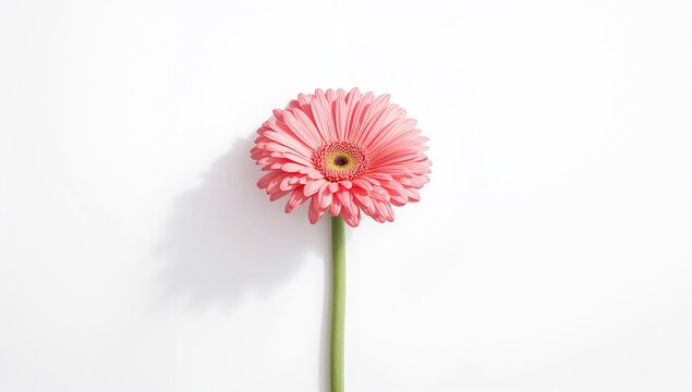 Isolated pink gerbera bloom against white surface, suitable for floral pattern backgrounds