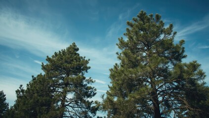 Green pine trees under a summer sky, forest scene with lush foliage, Earth Day
