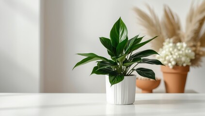 Fototapeta premium Leaves of a zamioculcas zamiifolia plant arranged on a white surface with surrounding objects, focusing on botanical preservation, Earth Day