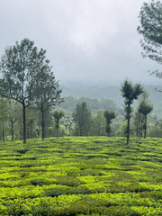Lush green tea gardens at Valparai, nestled in the Anamalai Hills &mdash; a serene landscape of rolling plantations, misty weather, and towering shade trees.