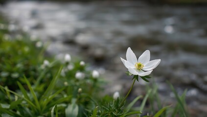 Wood anemone cluster along a flowing watercourse, illustrating natural biodiversity