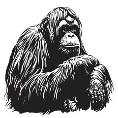 orangutan on a white background © bariyanto