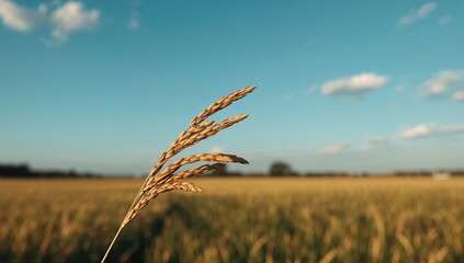 Golden wheat heads swaying with the wind against a bright sky, suitable for seasonal harvest themes