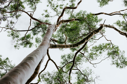 Tall tree from a low-angle perspective with branches