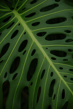 Close-up of lush monstera leaf with natural pattern