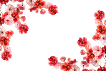 Spring Japanese Cherry blossom flower background vector. Sakura floral Wallpaper design of elegant watercolor cherry blossom flower, branch. Illustration for banner, wall decoration, backdrop, ads.