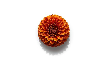 Closeup of a dark orange flower against a white backdrop, ideal for botanical illustrations, nature