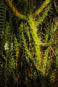 Dense thicket of spiky cactus in sunlight