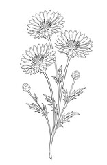 Wild Cornflower Branch Botanical Illustration. Elegant wild flower branch with buds and leaves in minimal line art style
