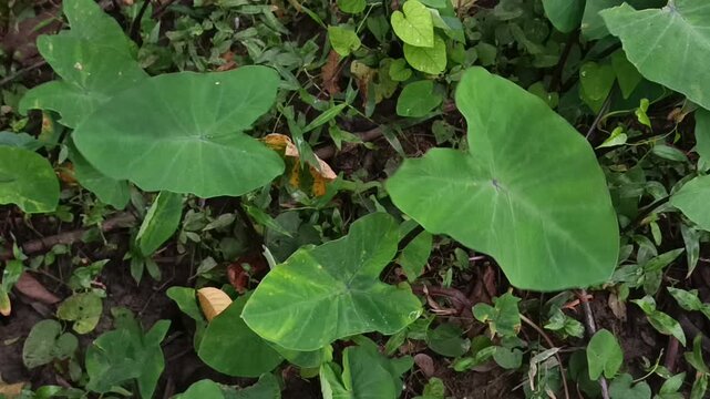 green leaves background