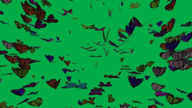 colorful butterflies animation appear from center isolated green screen background