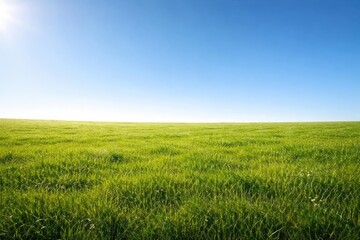 Fototapeta premium Open sunny field of green grass with bright blue cloudless sky and copy space