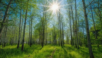 Bright spring sunlight filters through birch trees in a forest, ideal for environmental documentation or leisure activities
