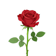 Fototapeta premium Red rose with green leaves and stem