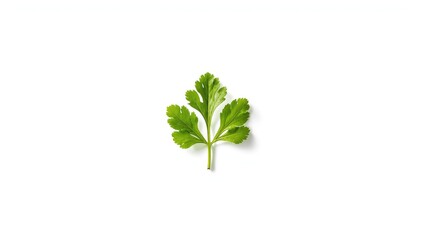Naklejka premium Fresh organic raw coriander leaf on white background, suitable for food preparation, World Food Day