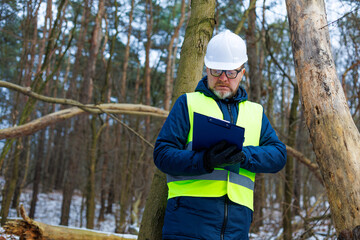 Forestry engineer records dead tree trunks before logging begins. Environmental specialist works in an old growth forest. Inspecting the condition of trees before felling.