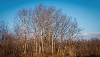 Obraz premium Deciduous trees at the start of spring without leaves, natural landscape, Earth Day